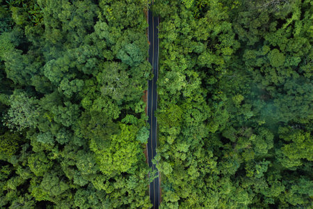 aerial drone shot reveals a winding road, a vital transportation artery, cutting through a dense, verdant forest. The image highlights the intersection of human development and natural ecosystems, showcasing how infrastructure is integrated within a rich green environmentの写真素材