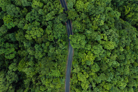 aerial drone shot reveals a winding road, a vital transportation artery, cutting through a dense, verdant forest. The image highlights the intersection of human development and natural ecosystems, showcasing how infrastructure is integrated within a rich green environmentの写真素材