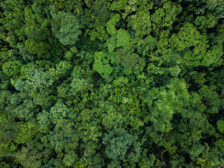 tropical forest. The image showcases a diverse array of green foliage, from the deep, dark greens of mature trees to the lighter, fresher greens of new growth,This perspective highlights the intricate patterns and healthy state of the forest environment.の写真素材