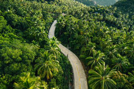 aerial view captures a narrow, winding road cutting vertically through an incredibly dense and vibrant tropical forest.の写真素材
