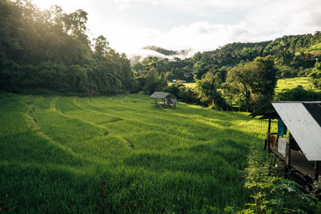 Rice fields in the morning in Asia, agriculture, sustainabilityの写真素材