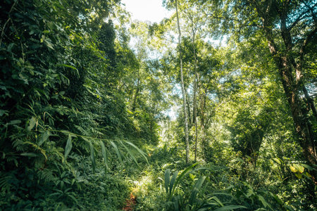 Tropical forest walkway during daytime, green natureの写真素材