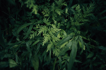 Green leaves in the forest, leaves in nature