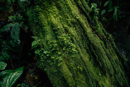 Green moss and hand on tree in the forest. Image for sustainable environment.