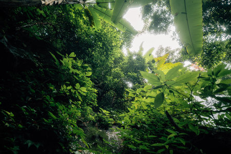 Leaves and trees from the bottom, good natural environmentの写真素材