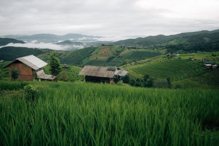 Green rice field view and huts, agriculture and nature tourismの写真素材