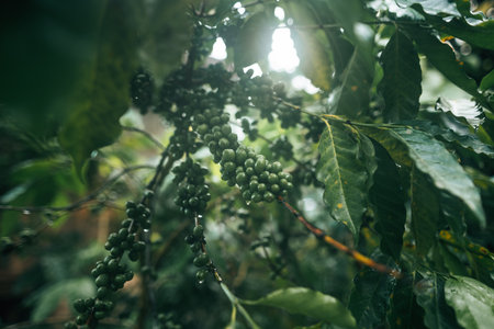 Green coffee beans and morning dew. Arabica coffee in the morning.の写真素材