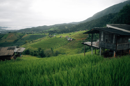 Green rice field view and huts, agriculture and nature tourismの写真素材
