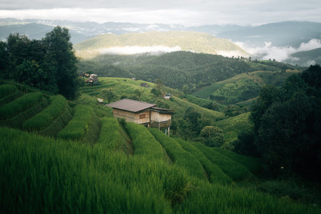 Green rice field view and huts, agriculture and nature tourismの写真素材