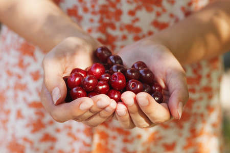 Hands full of cherriesの写真素材