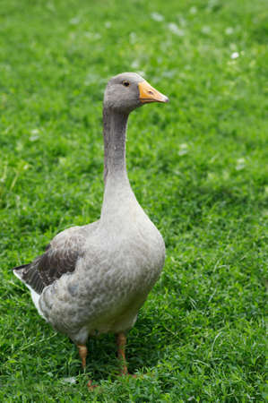 The grey goose is in the green lawnの写真素材