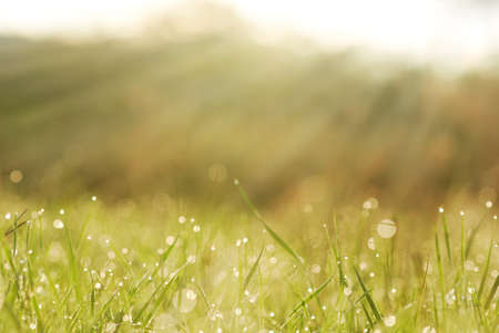 a grass in dew with blurred trees in bokehの写真素材
