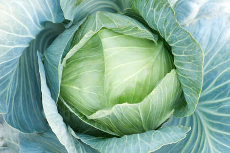 the head of ripe green cabbage leavesの写真素材