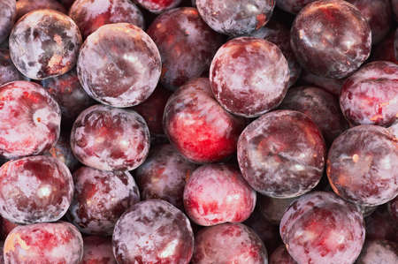 Many purple plumsの写真素材
