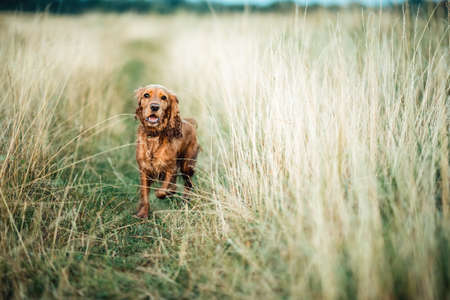 red dog running in the grassの写真素材