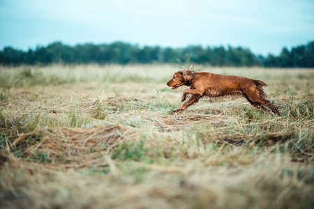 red dog running in the grassの写真素材