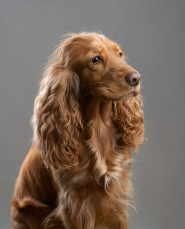 redhead dog spaniel on a gray backgroundの写真素材