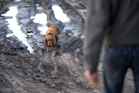 dog comes out of the mud guiltily to the owner