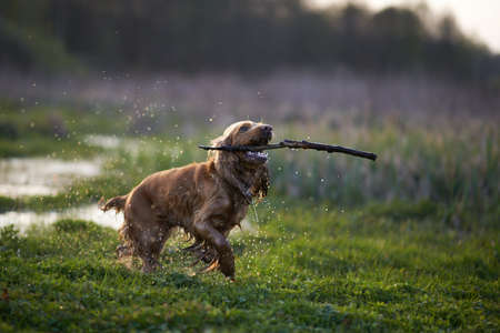 redhead Spaniel dog running with a stick in the grass and puddlesの写真素材