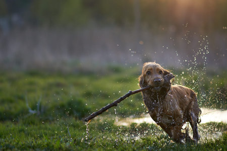 redhead Spaniel dog running with a stick in the grass and puddles