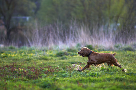 redhead Spaniel dog running with a stick in the grass and puddles