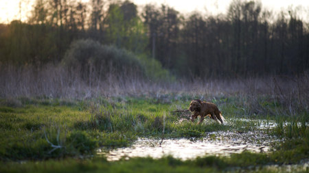 redhead Spaniel dog running with a stick in the grass and puddles