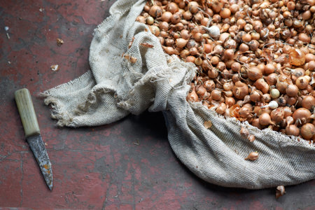 small orange bulbs for planting in rough bagの写真素材