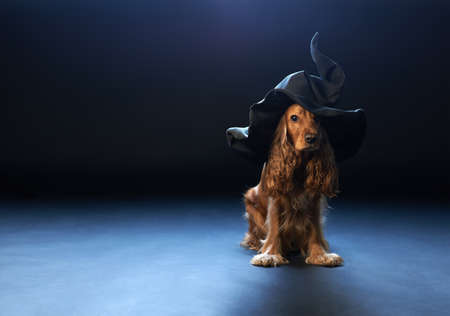 red dog sitting in a witches hatの写真素材