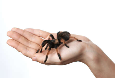 big spider on the handの写真素材