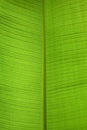 one juicy green banana leaf