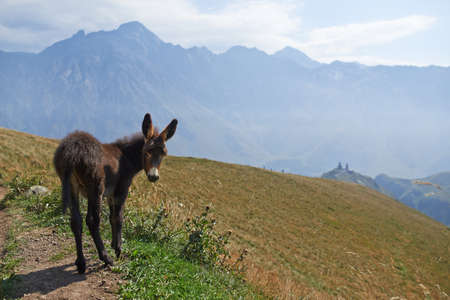 Beautiful valley with donkey in the mountainの写真素材