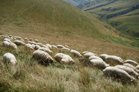 a large herd of sheep  in the pasture