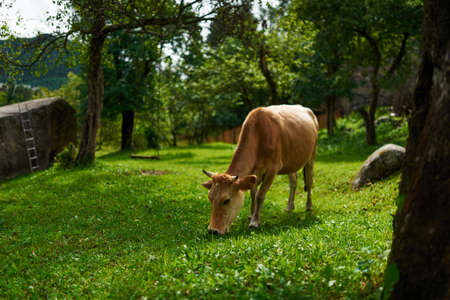 red cow grazing in the yard on the lawn, eating grass.の写真素材