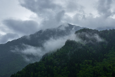 mountain peaks covered with forest under cloudy sky in the clouds