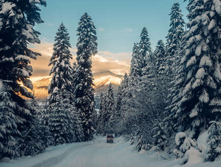 the car is riding on the powder snow road in the mountains with high tress on the gold sunsetの写真素材