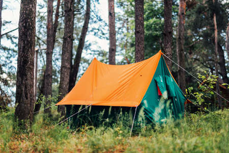orange tent in a pine forest in the grassの写真素材