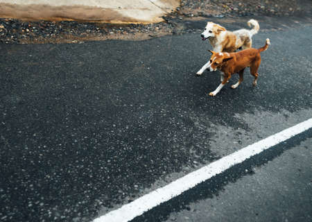 Two red funny dogs walk on the gray asphaltの写真素材