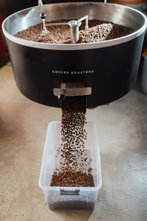 freshly roasted coffee is poured from the mixer for cooling into a plastic transparent tray