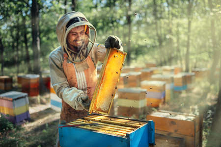 Joyful beekeeper holding a frame with honeycombs. Harvest of beekeeping products in the apiary.の写真素材