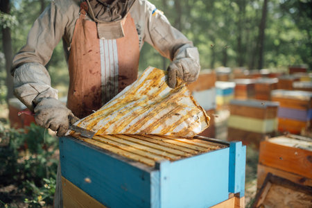 The beekeeper takes propolis from the beehive. Harvest of beekeeping products in the apiary.の写真素材