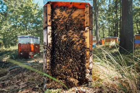 Swarm of bees in beehive. Beekeeping in a forest apiary.