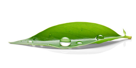 A leaf with water droplets showcasing surface tension.の素材