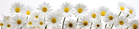 White daisies with yellow centers isolated on white.の素材