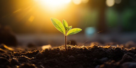 Sunrise over new plant in countryside soil.の素材