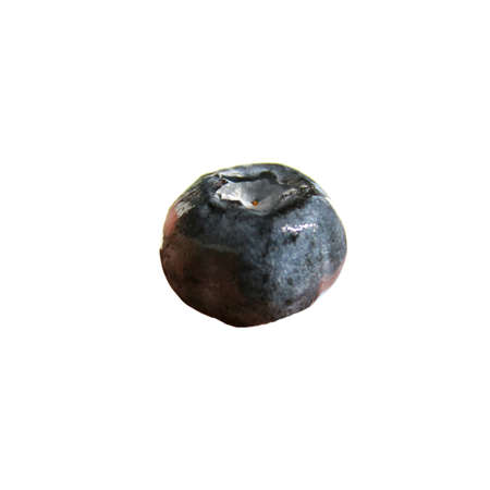 Bilberry blackberry wild single fresh blueberry isolated on whiteの写真素材