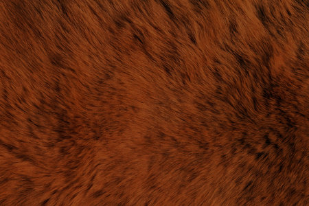 Fur Animal Textures, bear