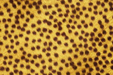 Fur Animal Textures, cheetahの写真素材