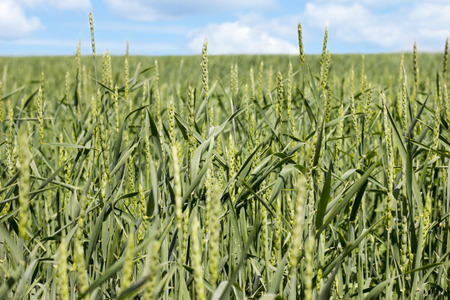 Wheat field on blue sky background. Green Wheatの写真素材