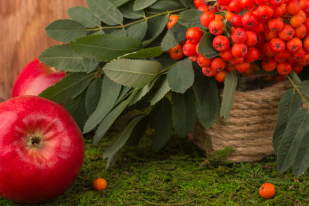 Ripe apples and fruits of red mountain ash with green leaves. Against the background of green grassの写真素材