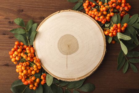 Template from the cut is a white birch with rowan branches. Against the background of a dark tree の写真素材